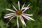 Wavyleaf purple coneflower